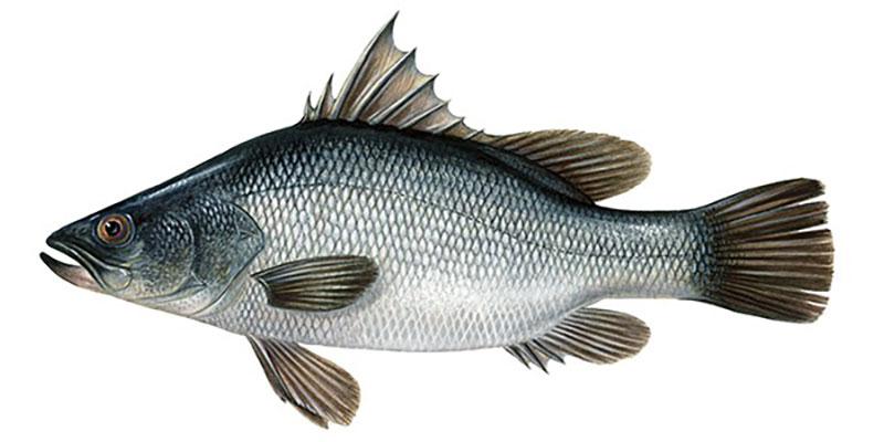 Okoń nilowy SHP, Nile perch SHP, Lates Niloticus, ryby, ryby slodkowodne. ryby słodkowodne 